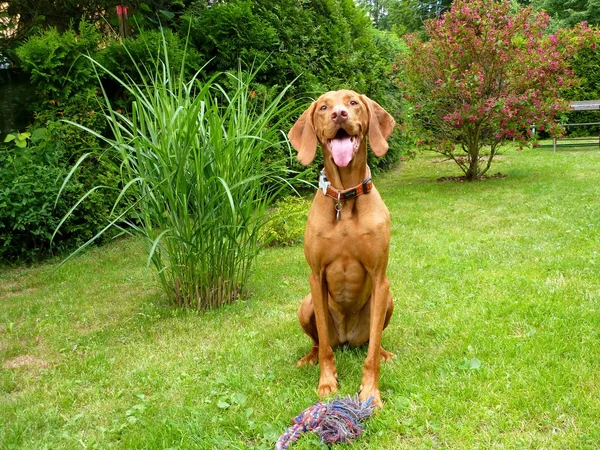 macarca vizsla
