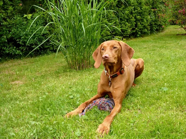 macarca vizsla