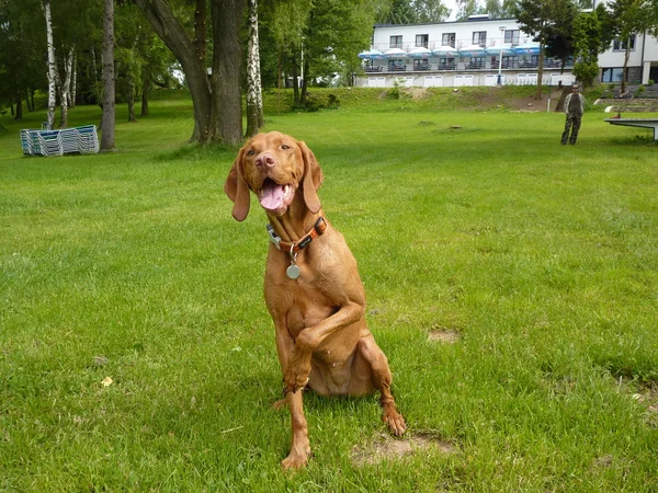 macarca vizsla