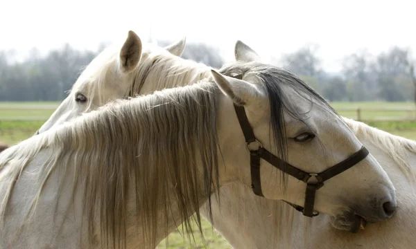 Caballos —  Fotos de Stock