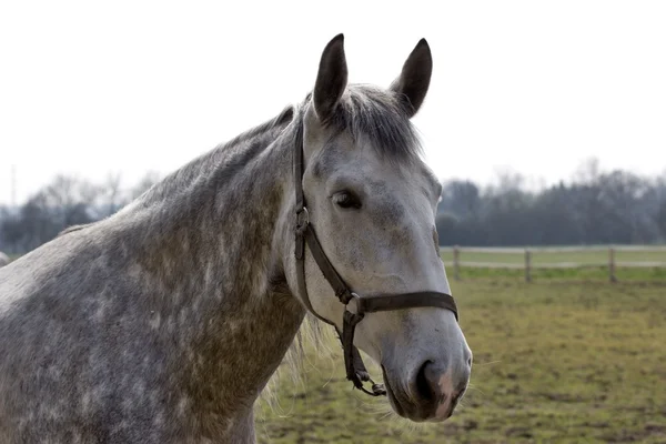 Pferde — Stockfoto