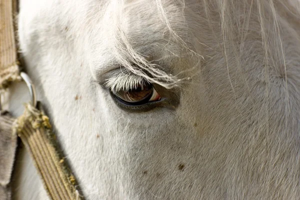 Caballo blanco — Foto de Stock