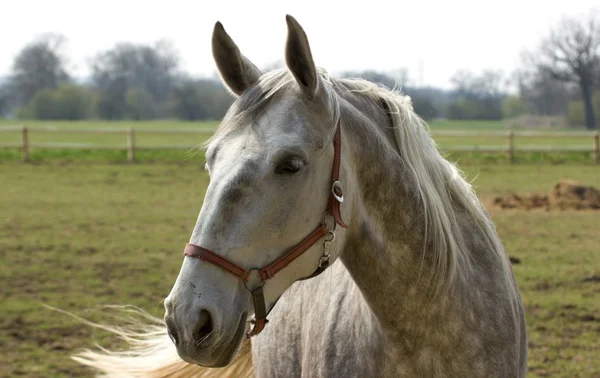 Horses — Stock Photo, Image