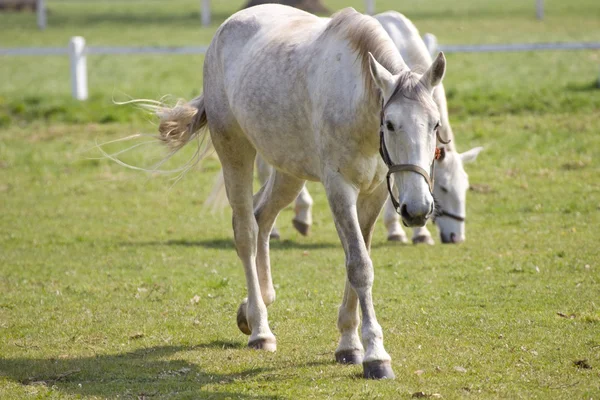 Caballos — Foto de Stock