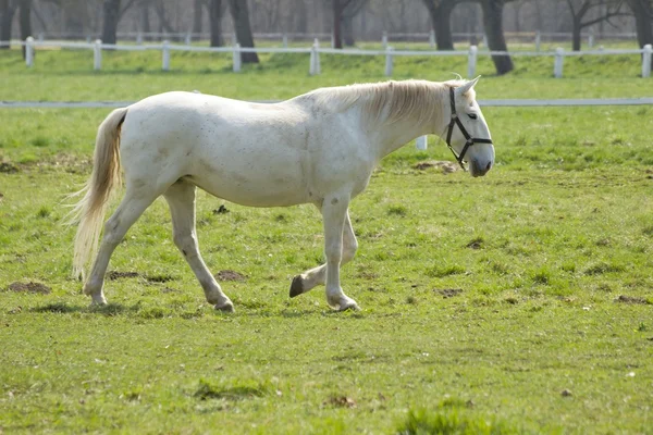 Horses — Stock Photo, Image