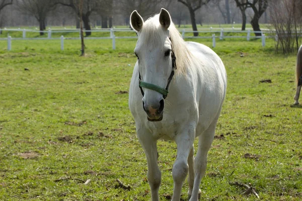 Horses — Stock Photo, Image