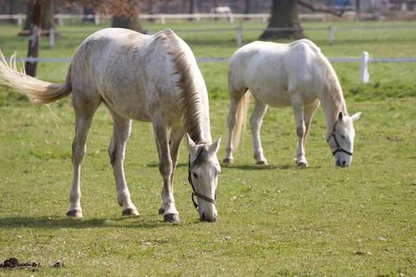 Caballos — Foto de Stock