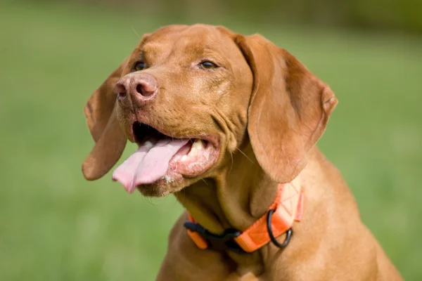 Vizsla
