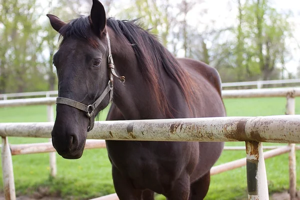 Cavallo — Foto Stock