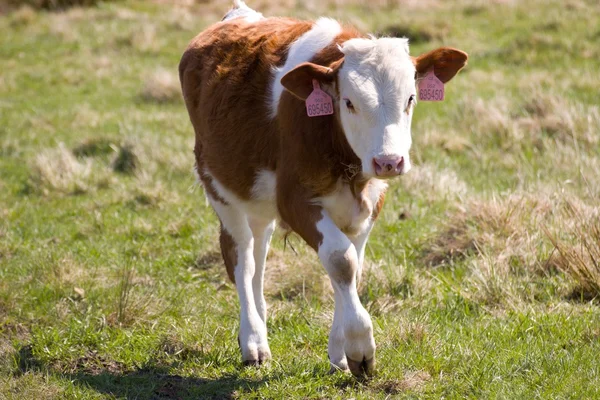 Small calf — Stock Photo, Image