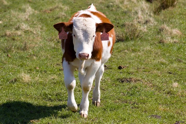 Small calf — Stock Photo, Image