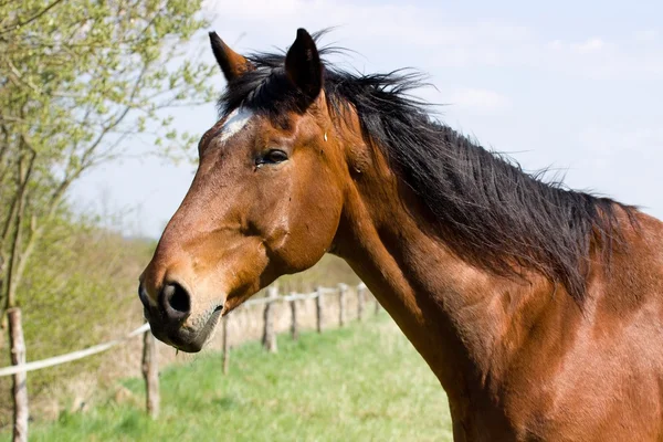 Caballo marrón — Foto de Stock