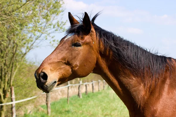 Brown horse — Stock Photo, Image