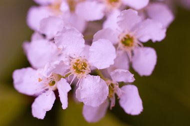 Bahar çiçekkwitnące wiosną