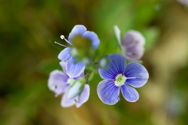 Сині квіти — стокове фото