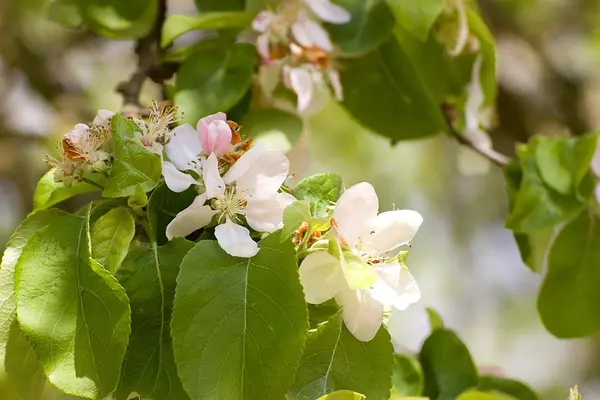 Árboles de primavera — Foto de Stock