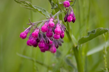 Çayırdaki çiçekler.