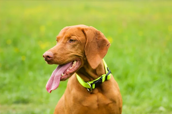 Hongaarse vizsla — Stockfoto