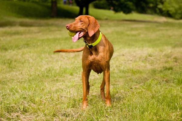 Magyar vizsla — Stock Fotó