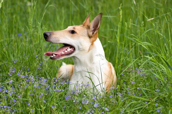 Pürüzsüz kömür ocağı