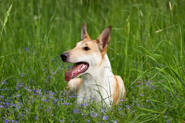 Otların arasında dinlenme kömür ocağı