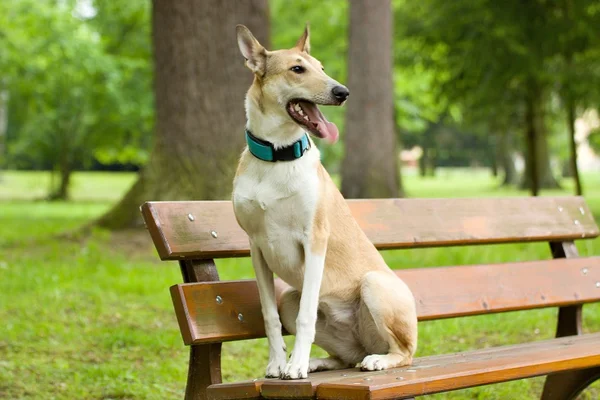 Pürüzsüz kömür ocağı