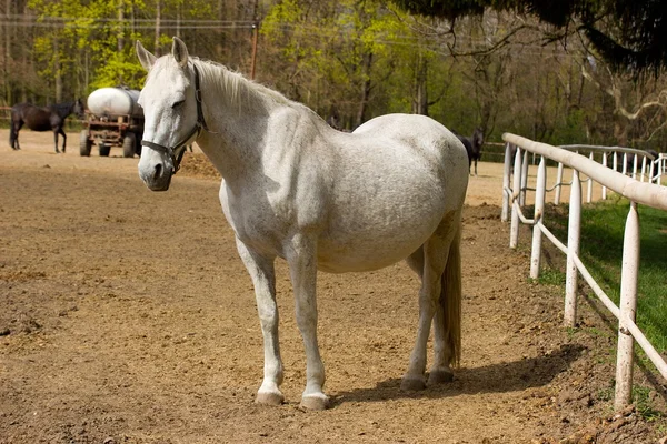 White horse — Stock Photo, Image