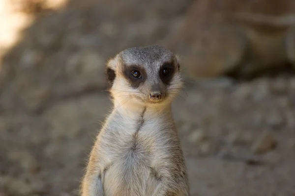 Meerkat. — Fotografia de Stock