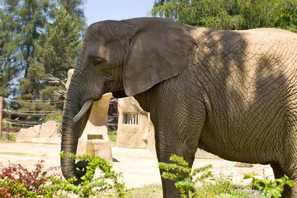 fil Hayvanat Bahçesi