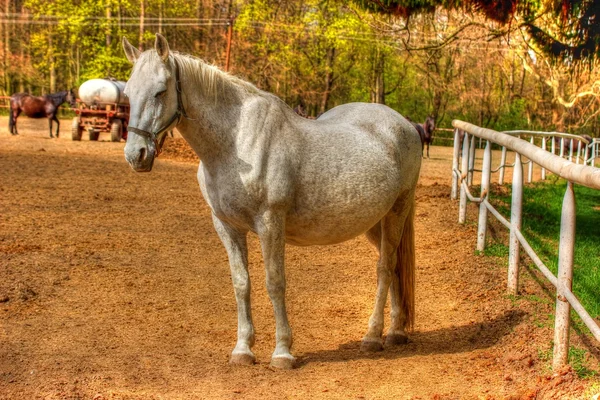 Horse in the corral — Stock Photo, Image