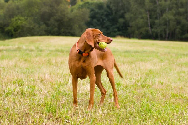 Cabelo húngaro Vizsla — Fotografia de Stock