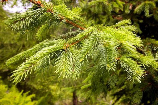 Branch from a tree — Stock Photo, Image