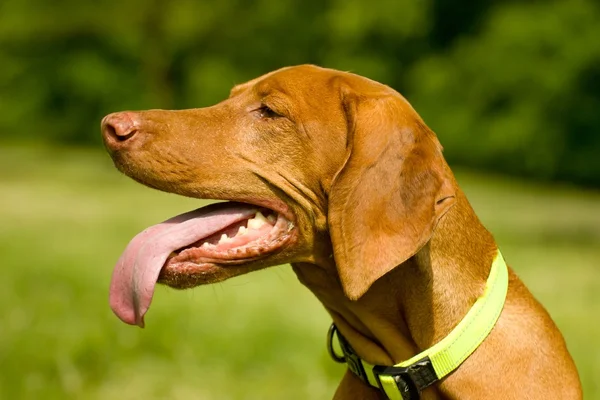 Ungarische Vizsla — Stockfoto