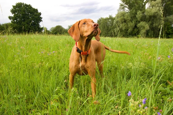 saçlı Macar vizsla