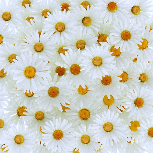 Όμορφο λουλούδι μαργαρίτα ζέρμπερα — Φωτογραφία Αρχείου