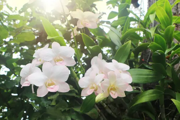 在有阳光的花园里 有一束天然的白色兰花 — 图库照片