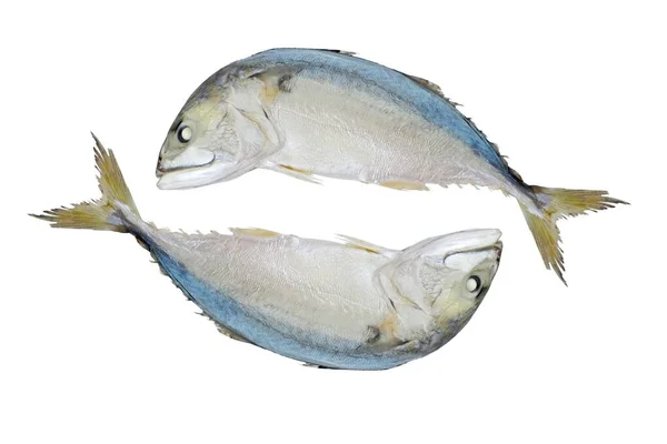 Steamed Mackerel Isolated White Background Clipping Path — Stock Photo, Image