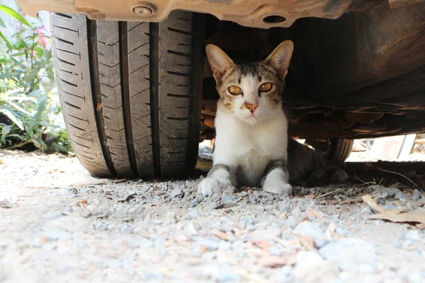 猫躺在车底和车轮旁边的地上 宠物躲在车底 — 图库照片