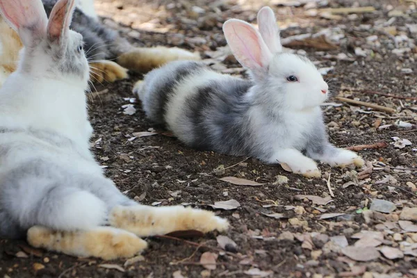 Tavşan Bahçede Yerde Rahatça Yatıyor — Stok fotoğraf