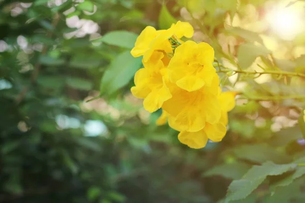 Elder Amarelo Trumpetbush Trumpetflower Trompete Flor Amarela Trompete Amarelo Stans — Fotografia de Stock