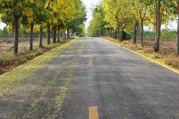 Asfalt Yol Sarı Çiçek Yapraklarıyla Kaplı Cassia Fistülü Veya Her — Stok fotoğraf