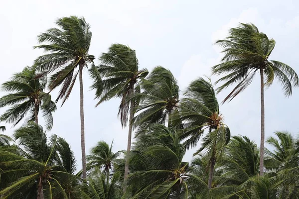 Şiddetli Rüzgarlar Hindistan Cevizi Palmiyelerine Çarpar Kasırga Kasırga Kasırga Işareti — Stok fotoğraf