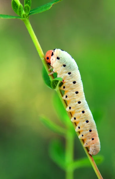 Bruco bianco — Foto Stock