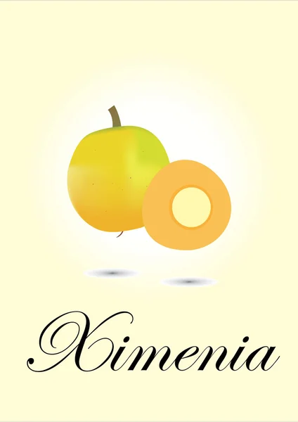Ximenia — Stockový vektor