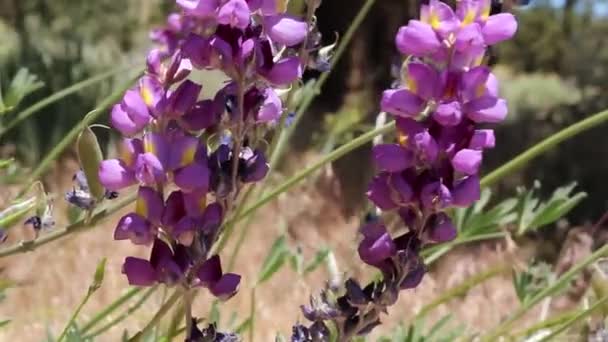 ボールドウィン湖生態保護区 サンバーナーディーノ山脈 横断山脈 ブドウルパン ルピナス エクキュビタス ファブ科 原産の草本多年草から紫色の花序を咲かせます — ストック動画