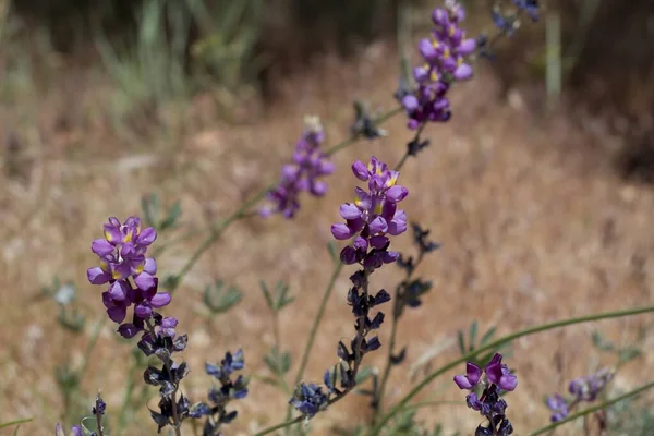 ボールドウィン湖生態保護区 サンバーナーディーノ山脈 横断山脈 ブドウルパン ルピナス エクキュビタス ファブ科 原産の草本多年草から紫色の花序を咲かせます — ストック写真