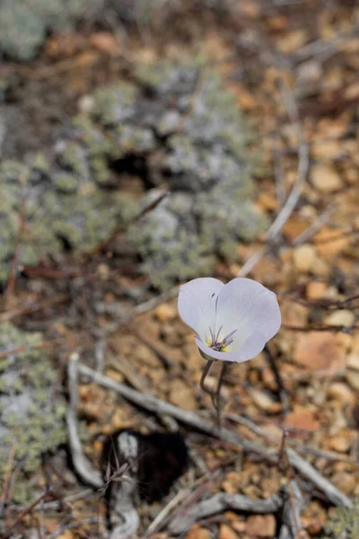 Blooming Purple Umbel Inflorescence Plain Mariposa Lily Calochortus Invenustus Liliaceae — Stock Photo, Image