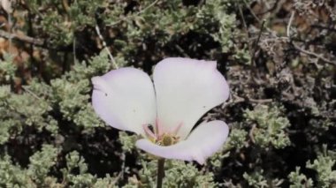 Mariposa Lily, Calochortus Invenustus, Liliaceae, Baldwin Gölü Ekolojik Bölgesi, San Bernardino Dağları, Transverse Sıradağları, Summer.