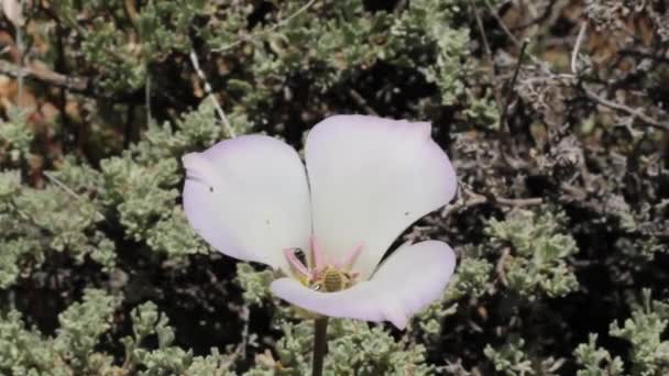 Blooming purple umbel inflorescence of Plain Mariposa Lily, Calochortus Invenustus, Liliaceae, native hermaphroditic herbaceous perennial in Baldwin Lake Ecological Reserve, San Bernardino Mountains, Transverse Ranges, Summer. — Stock Footage Blooming Purple Umbel Inflorescence Plain Mariposa Lily Calochortus Invenustus Liliaceae Stock Footage