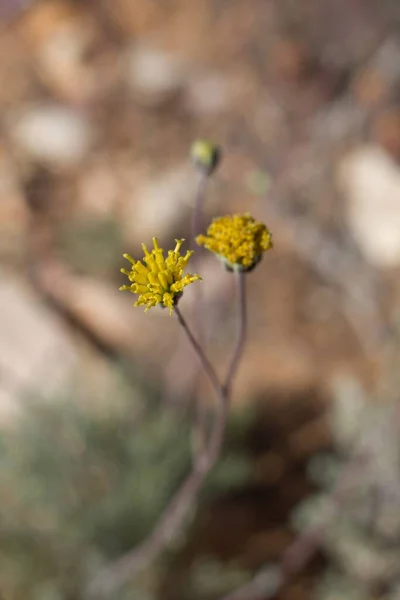 Gelbe Blütenstände Aus Dem Westlichen Fineleaf Hymenopappus Filifolius Asteraceae Einheimischen — Stockfoto